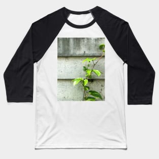 Vine of Betel plant growing up on the cement wall Baseball T-Shirt